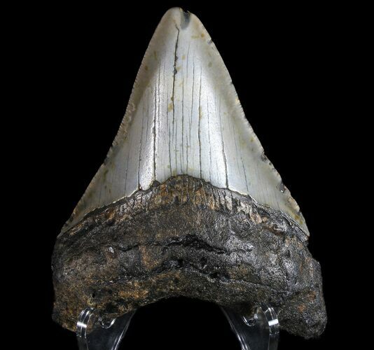 Megalodon Tooth - North Carolina #77523